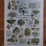 Lot de 5 lithographies sur les arbres, la forêt et le verger (reservé)