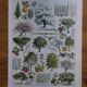 Set of 5 lithographs on trees, forest and orchard (reserved)