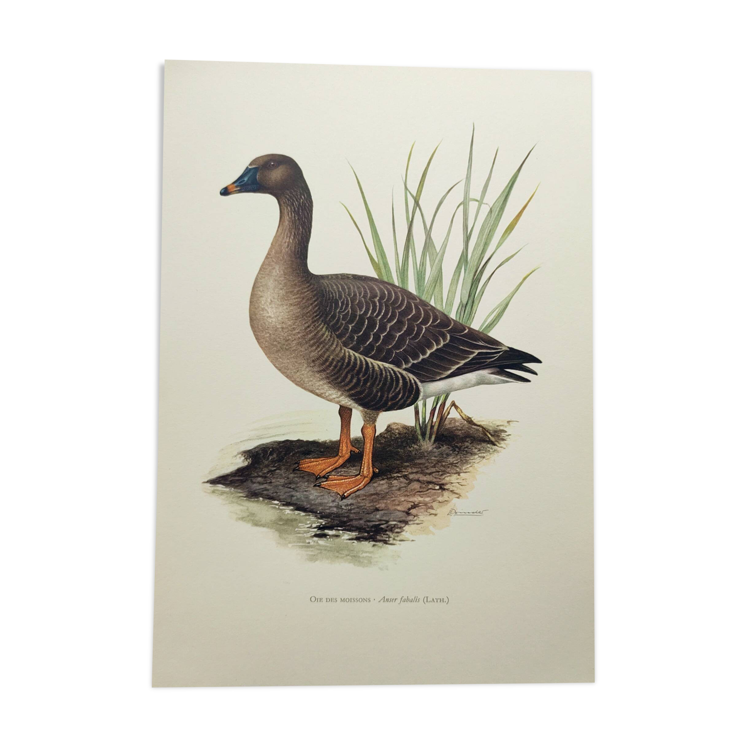 Old bird illustration 1960s - Bean Goose - Ornithological animal image
