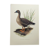 Old bird illustration 1960s - Bean Goose - Ornithological animal image