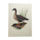 Old bird illustration 1960s - Bean Goose - Ornithological animal image