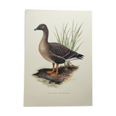 Old bird illustration 1960s - Bean Goose - Ornithological animal image