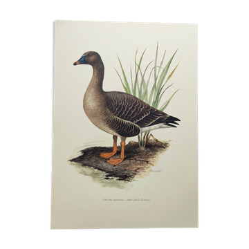 Old bird illustration 1960s - Bean Goose - Ornithological animal image