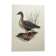 Old bird illustration 1960s - Bean Goose - Ornithological animal image
