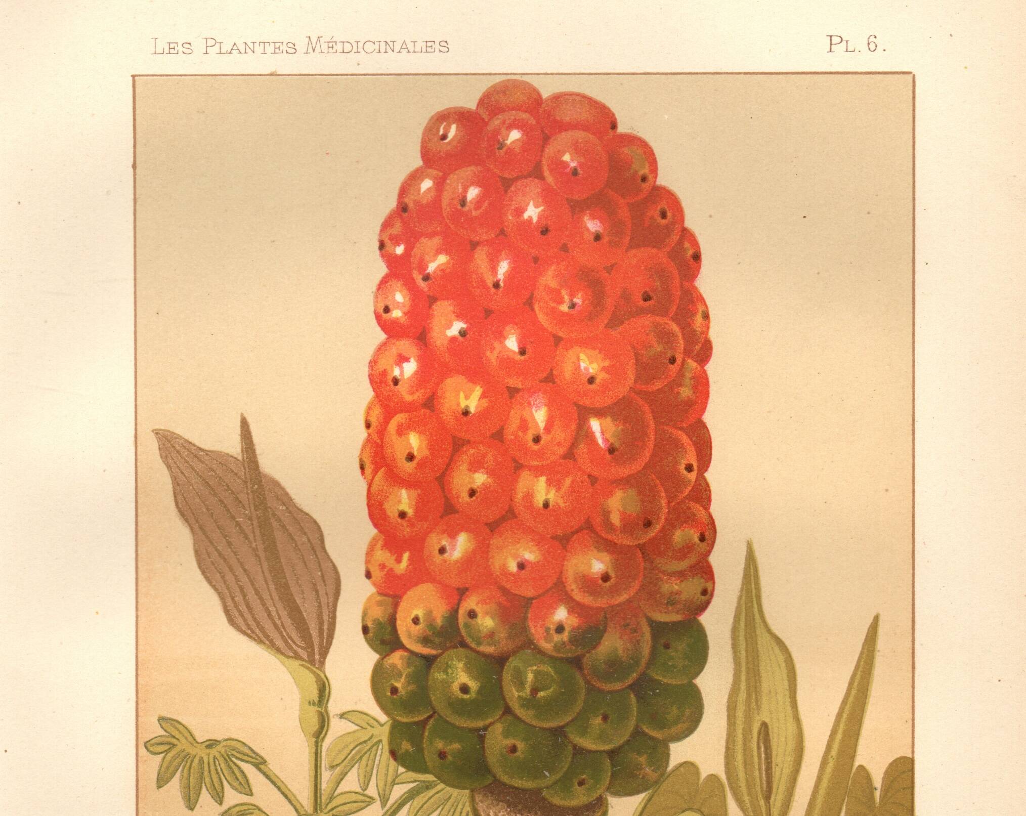 Gravure ancienne 1889 - Arum tacheté par A. Lefevre - Planche botanique