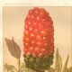 Gravure ancienne 1889 - Arum tacheté par A. Lefevre - Planche botanique
