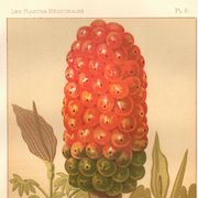 Antique engraving 1889 - Spotted Arum by A. Lefevre - Botanical plate