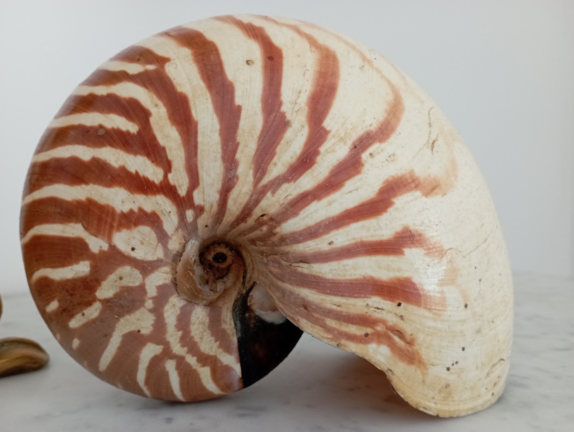 Nautilus shell