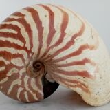 Nautilus shell