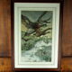 Flight of ducks, marshes and tetard willows - chromolithography Jules Habert-Dys - 1880