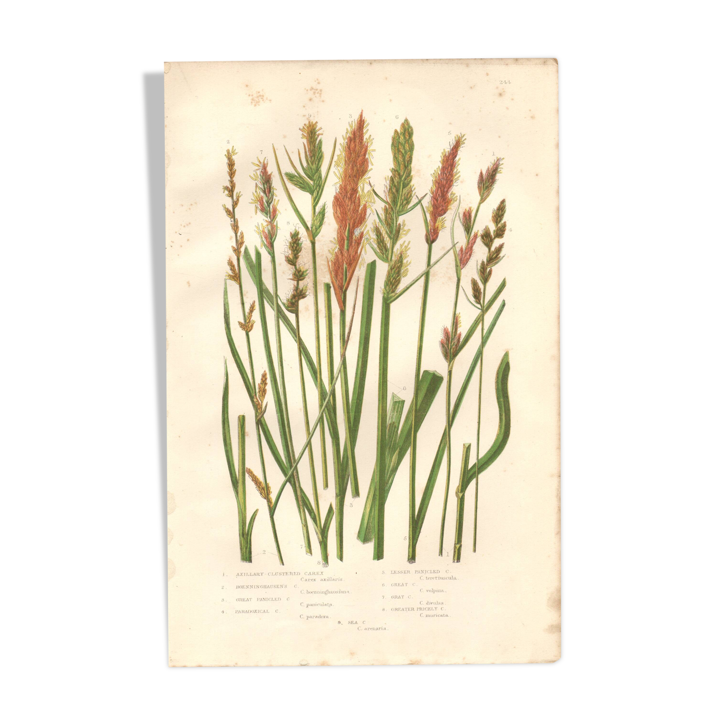 Antique botanical engraving, 1889 - Sedges by A. Pratt - Wild herbs