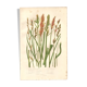 Antique botanical engraving, 1889 - Sedges by A. Pratt - Wild herbs
