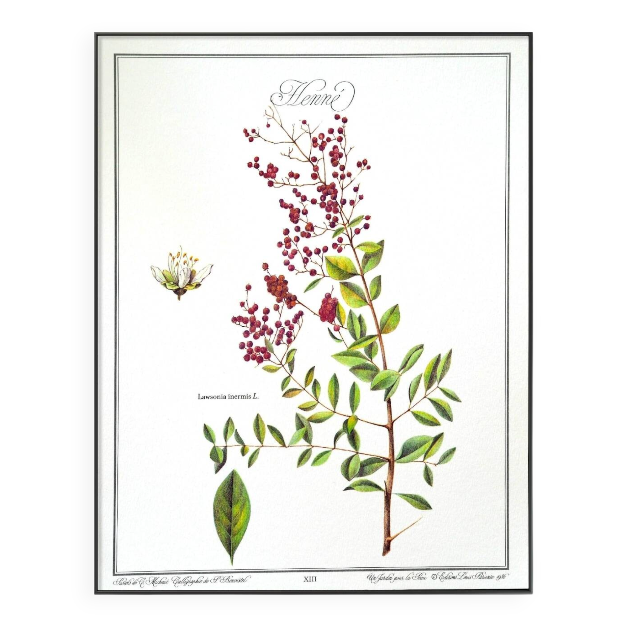 Henna, printed illustration from 1986. Vintage Botany. 24X31cm