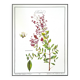 Henna, printed illustration from 1986. Vintage Botany. 24X31cm