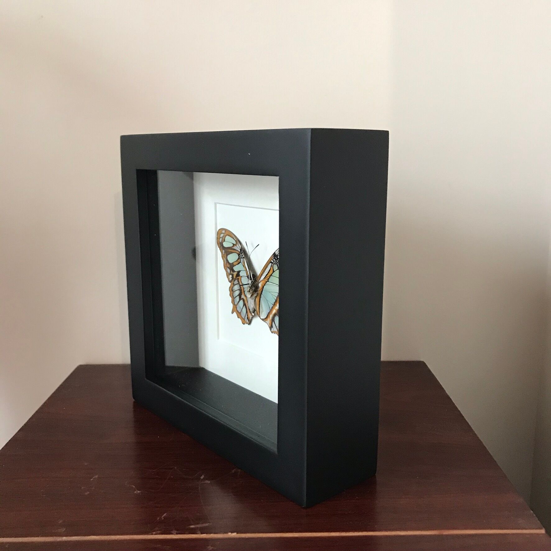 Frame Papillion Siproeta Stelenes 16 x 16