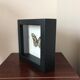 Frame Papillion Siproeta Stelenes 16 x 16