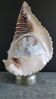 Lampe veilleuse coquillage camée décor mythologique