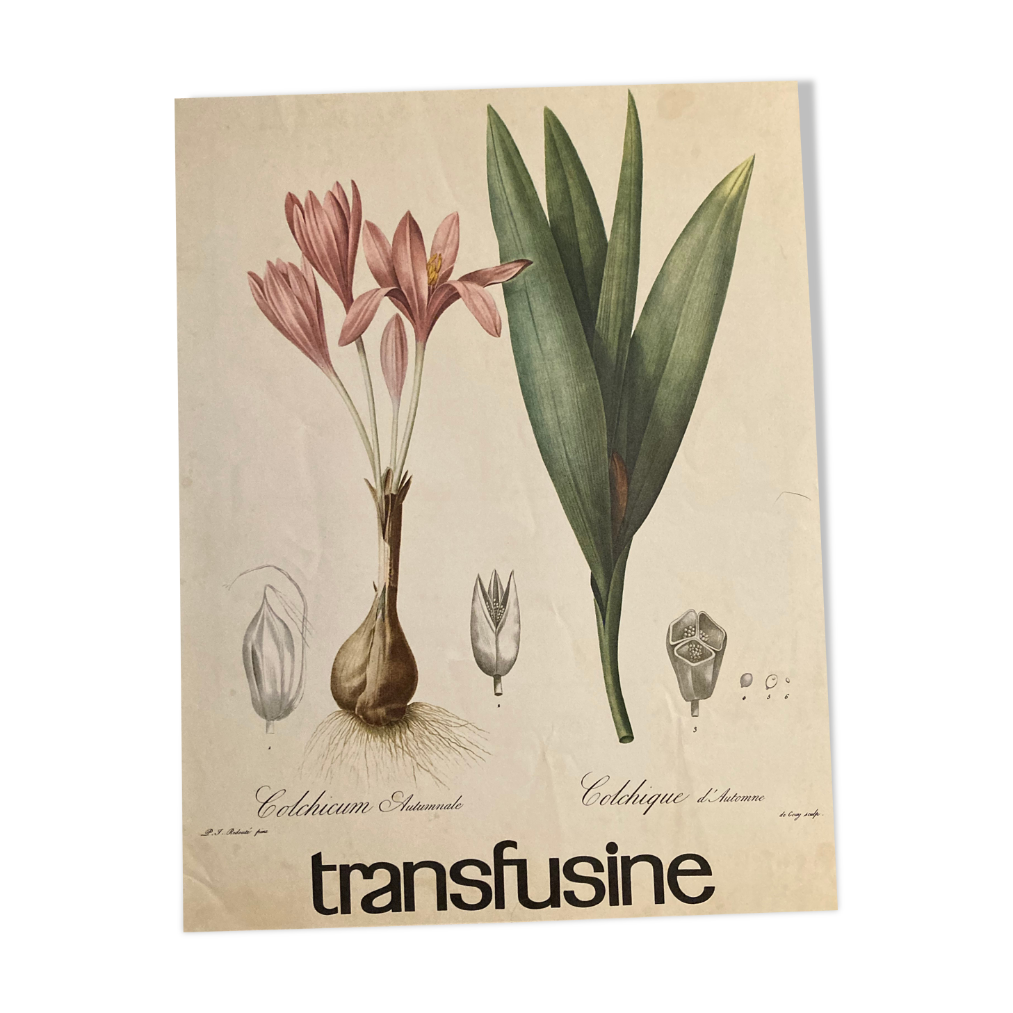 Affiche botanique Colchicum autumnale