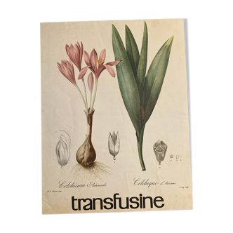 Botanical poster Colchicum autumnale
