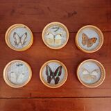 Set of 6 butterfly coasters
