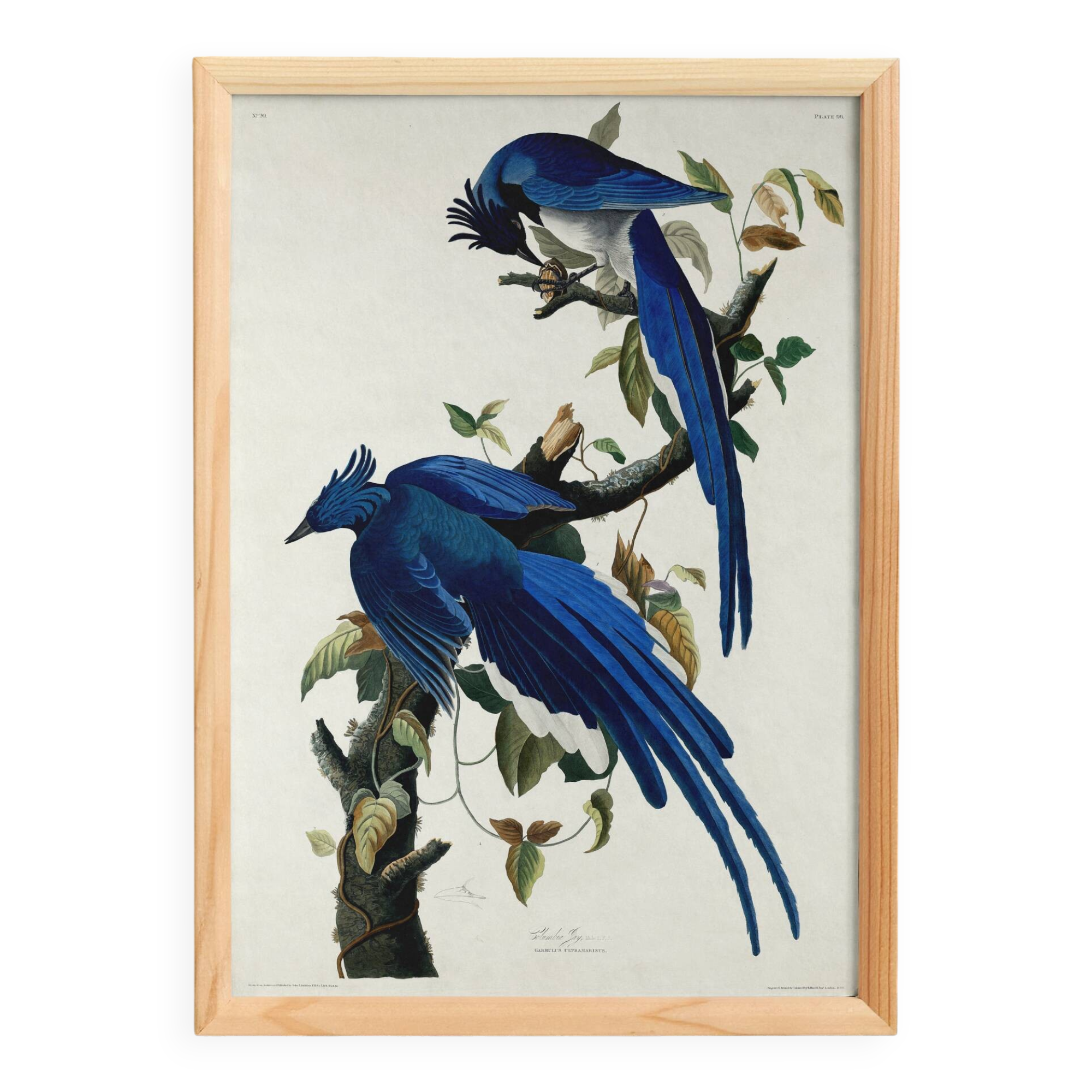 Poster about the Blue Jay, based on an old engraving from 1827.