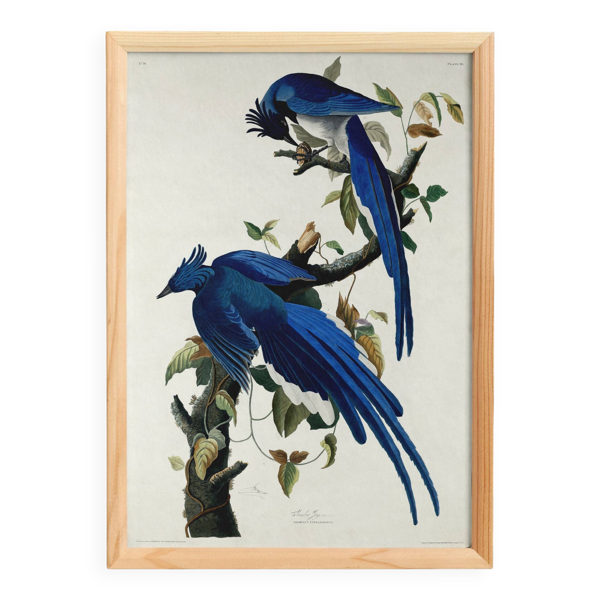 Affiche sur le Geai bleu, d’après une gravure ancienne de 1827.