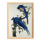 Poster about the Blue Jay, based on an old engraving from 1827.