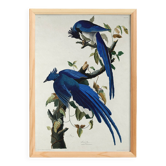 Poster about the Blue Jay, based on an old engraving from 1827.
