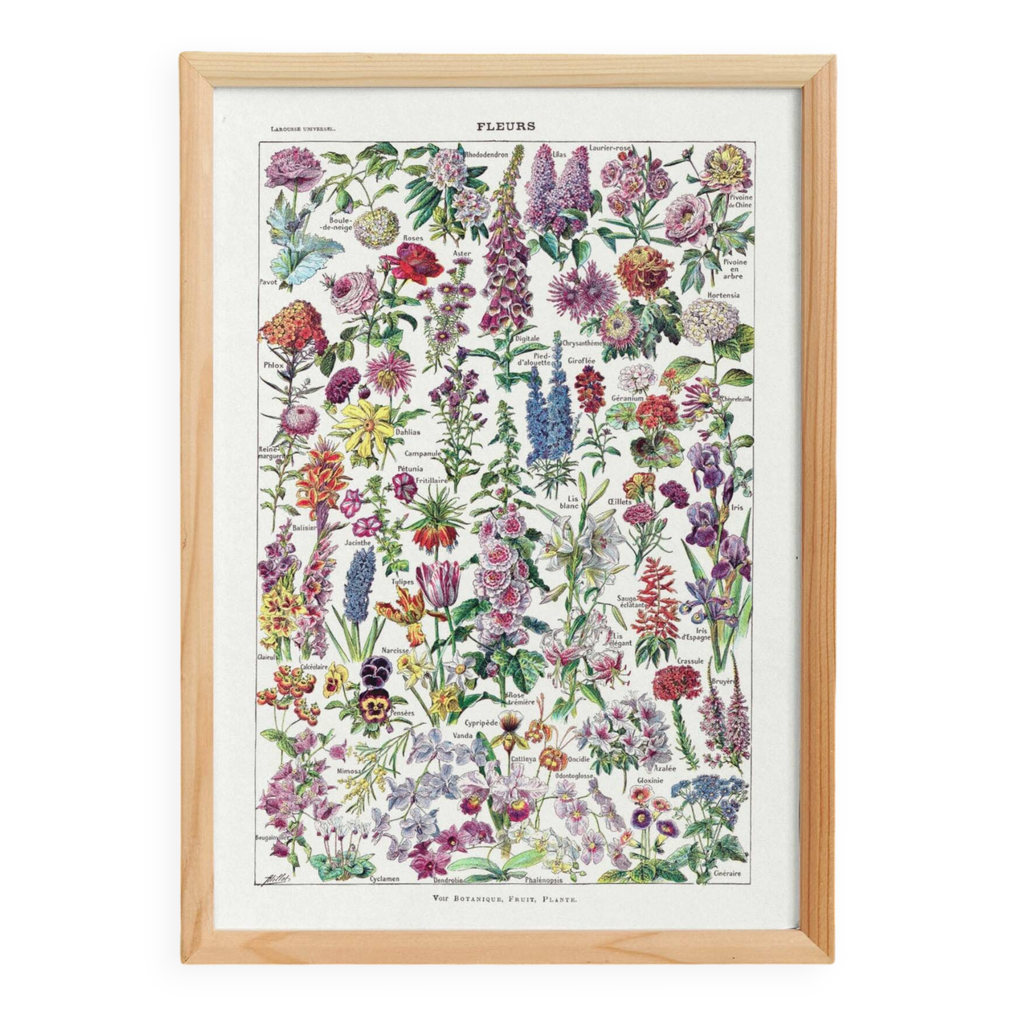 Poster about flowers, after a 1922 lithograph