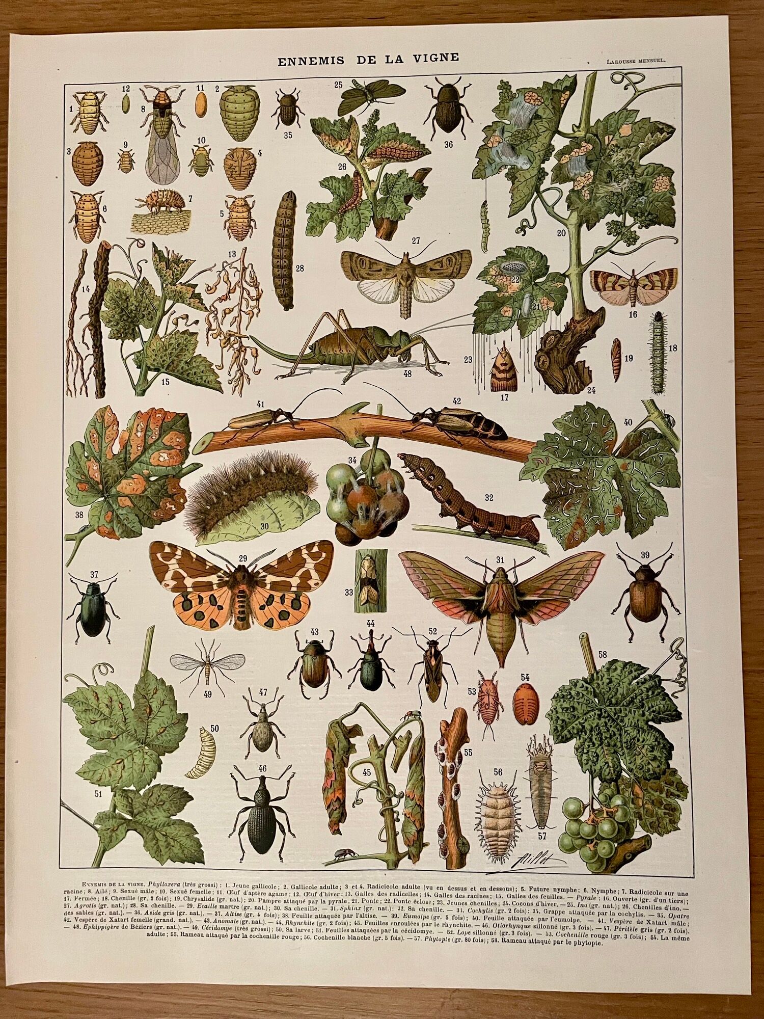 Lithograph on the diseases of the vine of 1907