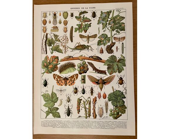 Lithograph on the diseases of the vine of 1907