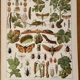 Lithograph on the diseases of the vine of 1907