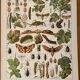 Lithograph on the diseases of the vine of 1907
