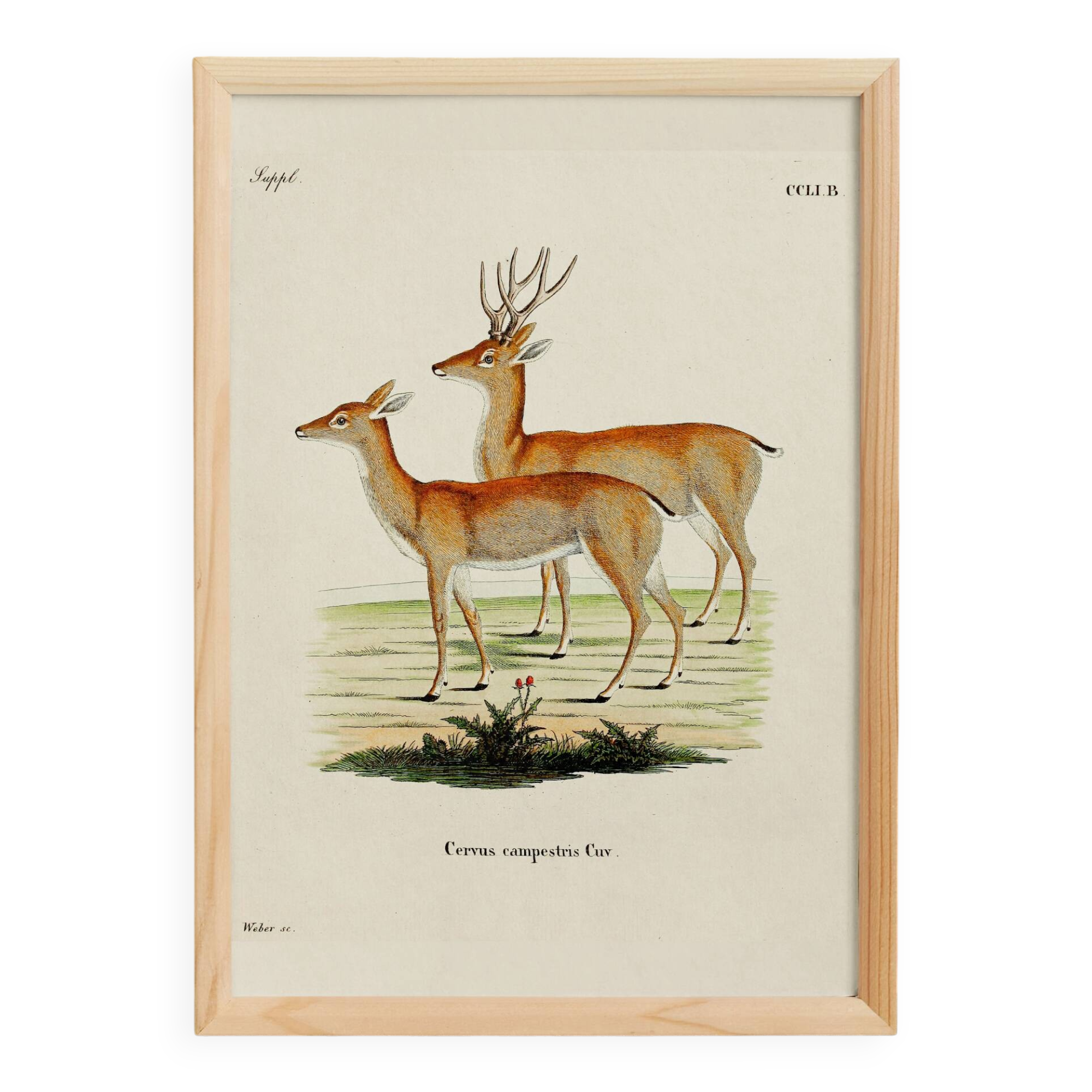 Poster about the pampas deer, based on an old engraving from 1774.