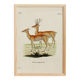 Poster about the pampas deer, based on an old engraving from 1774.