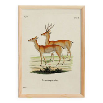 Poster about the pampas deer, based on an old engraving from 1774.