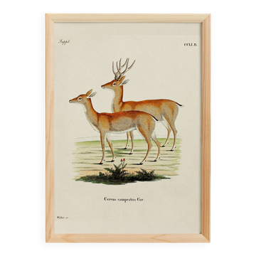 Poster about the pampas deer, based on an old engraving from 1774.
