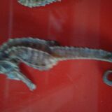 Set of 2 seahorses stuffed