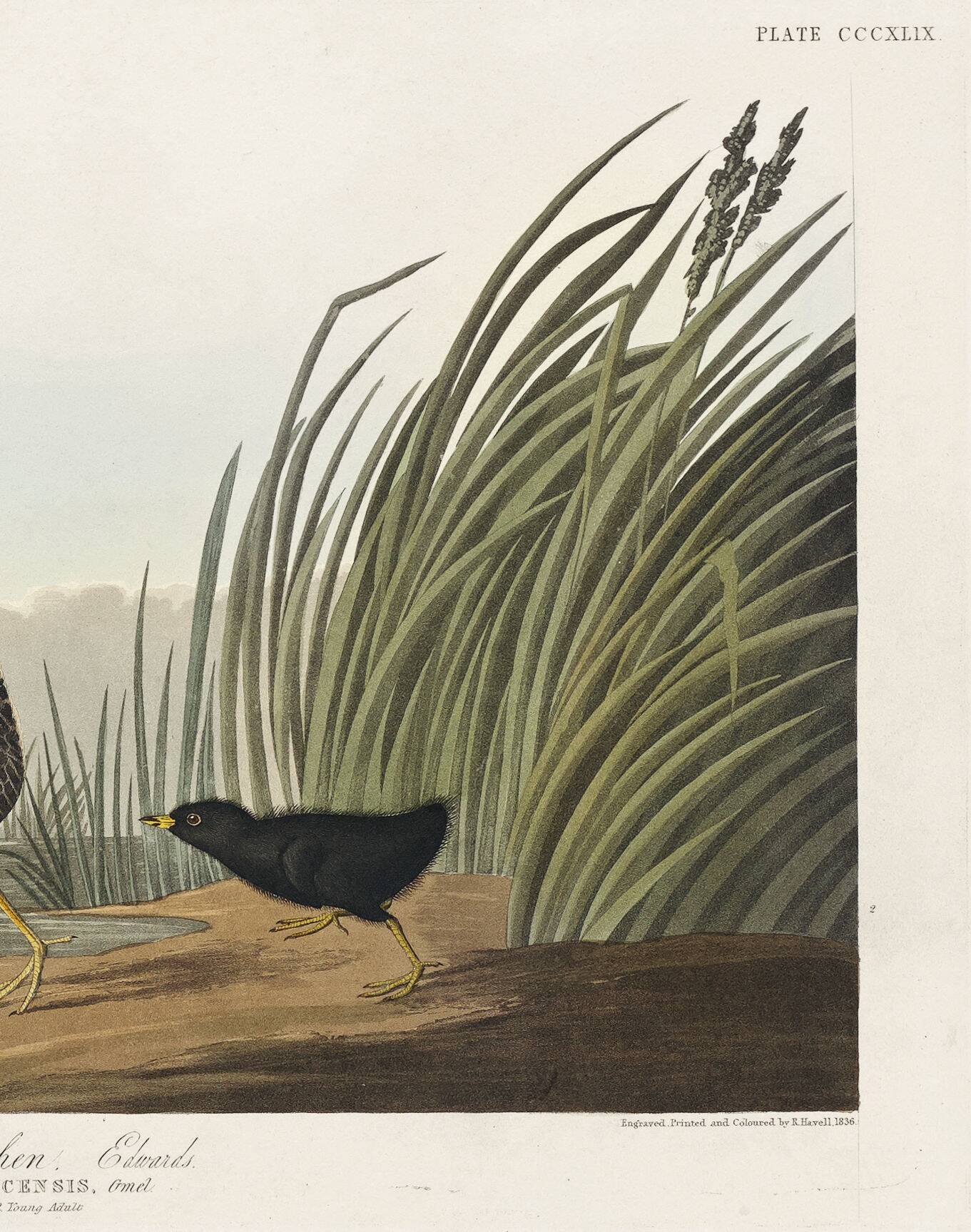 Poster about the Jamaican Rail, after an old engraving from 1827.