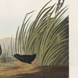 Poster about the Jamaican Rail, after an old engraving from 1827.