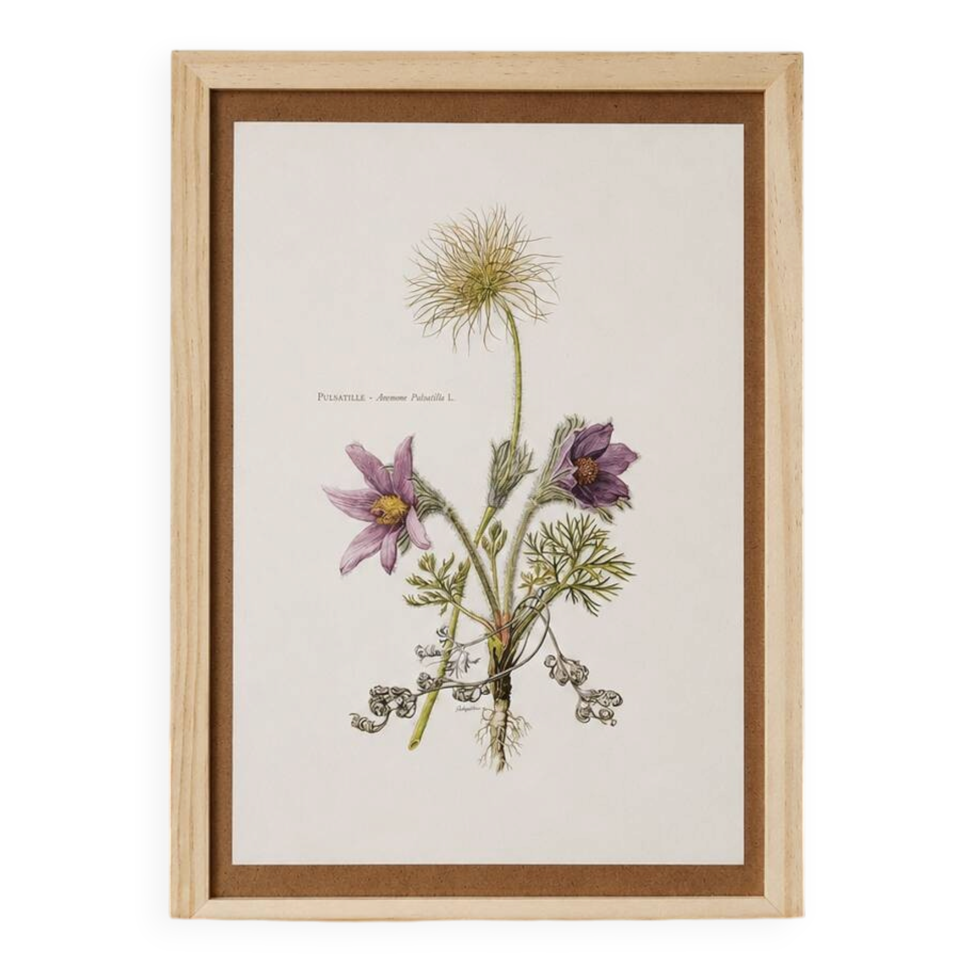 vintage botanical print framed from the 1950s