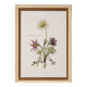 vintage botanical print framed from the 1950s