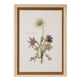 vintage botanical print framed from the 1950s