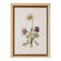 vintage botanical print framed from the 1950s