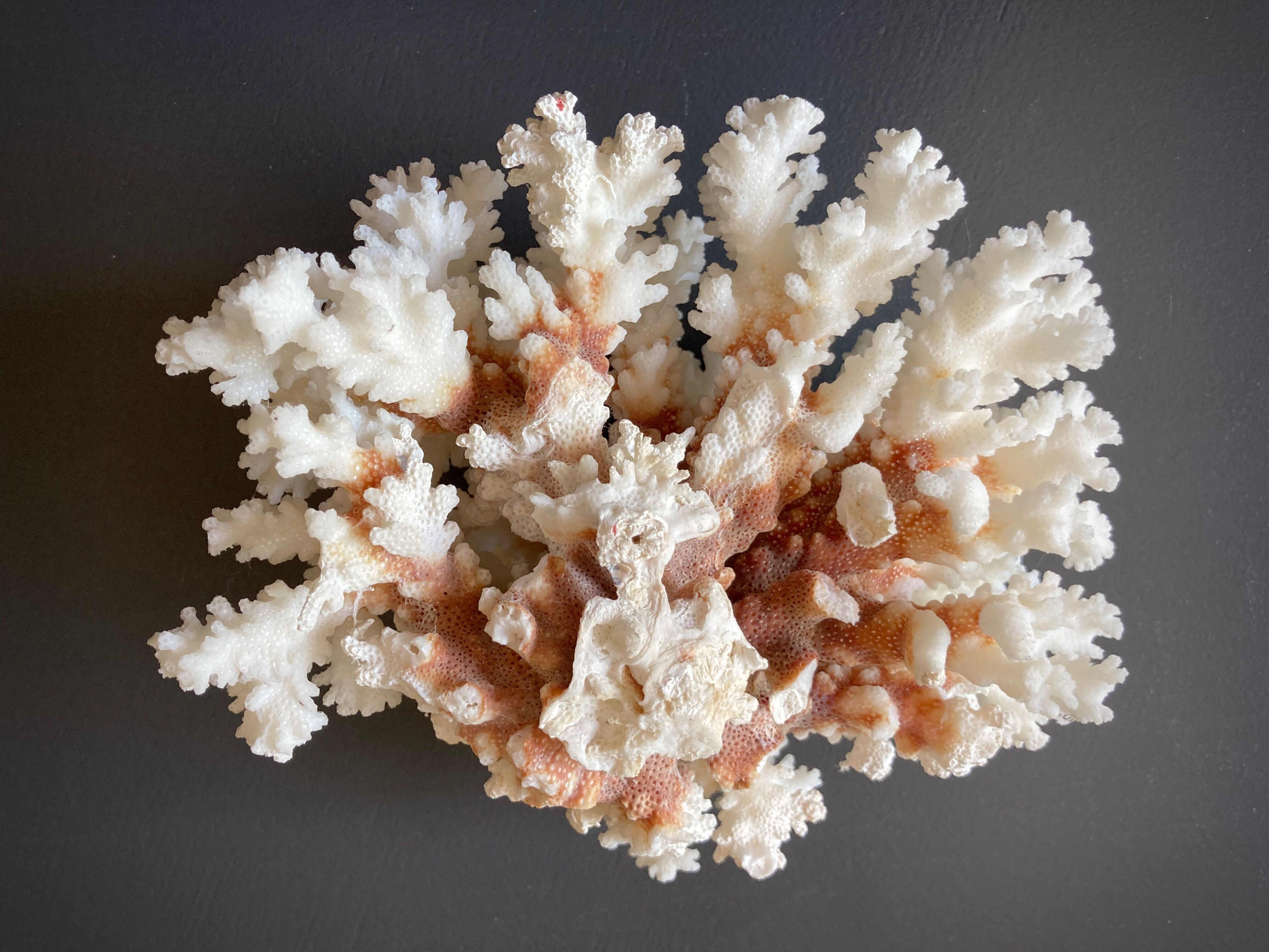 Natural white coral foot