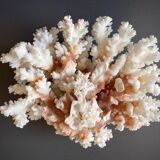 Natural white coral foot