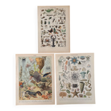 Reserved Marine - Set of 3 lithographs on the marine world XX