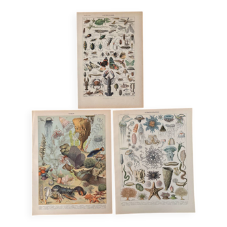 Reserved Marine - Set of 3 lithographs on the marine world XX