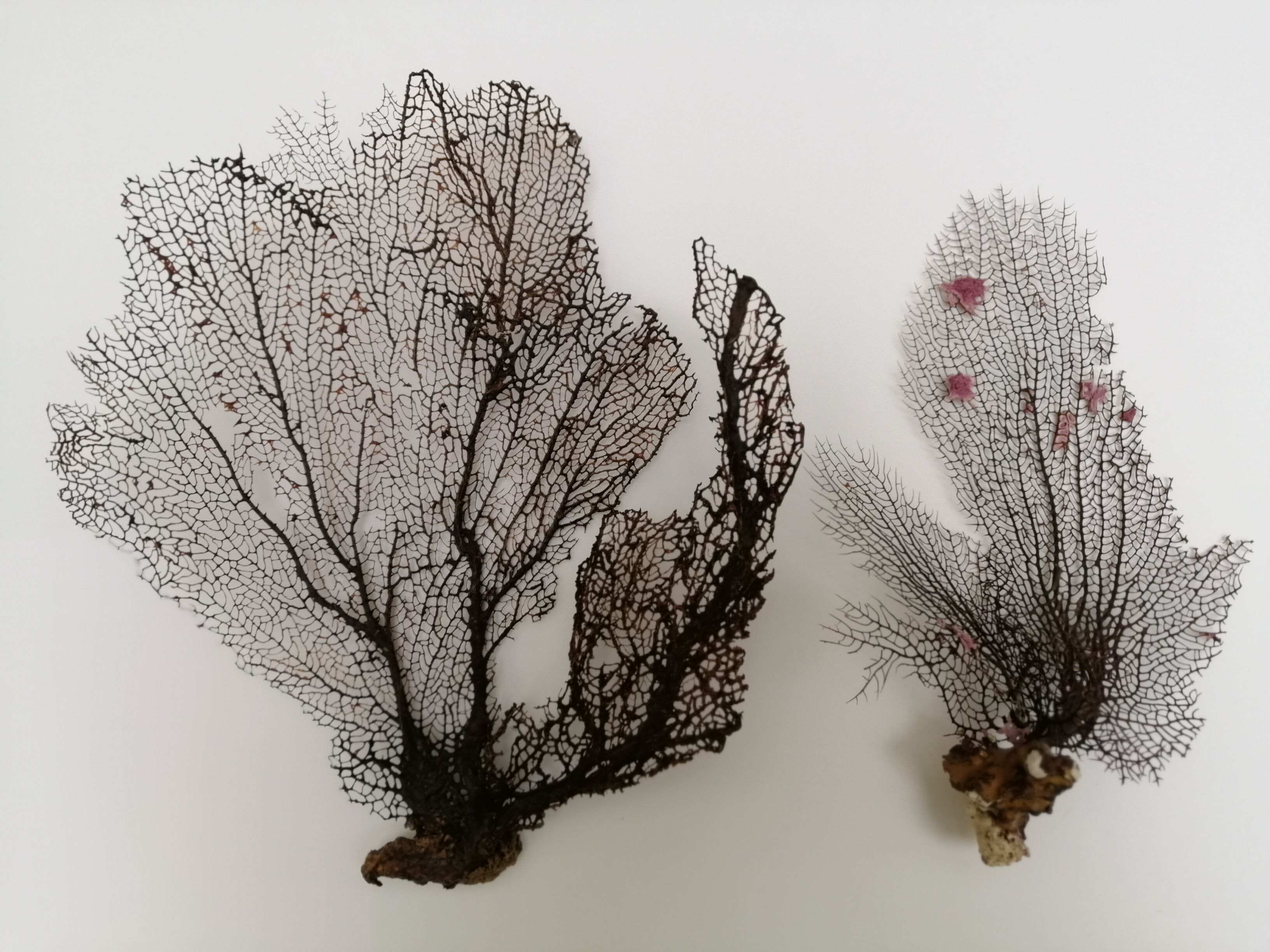 Duo of black gorgons