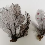 Black gorgonian duo